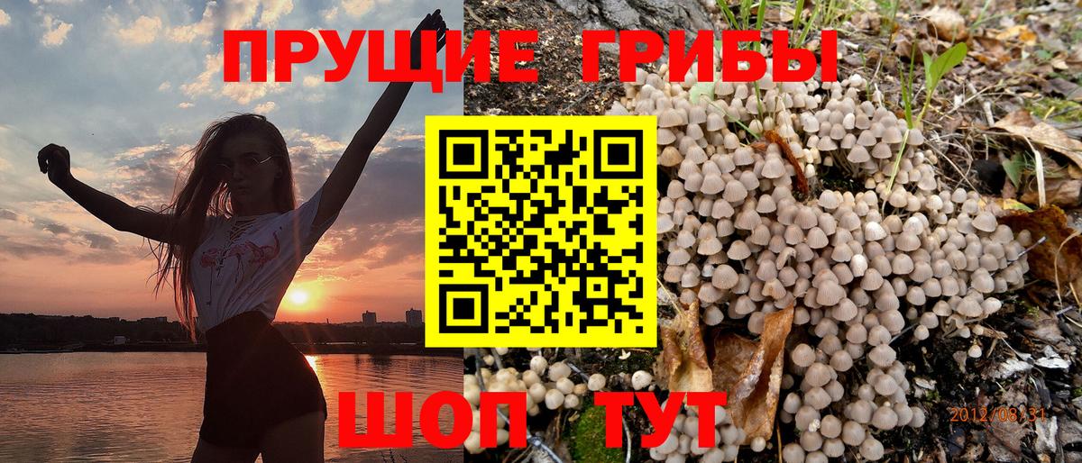 Псилоцибиновые грибы Psilocybe Зеленогорск
